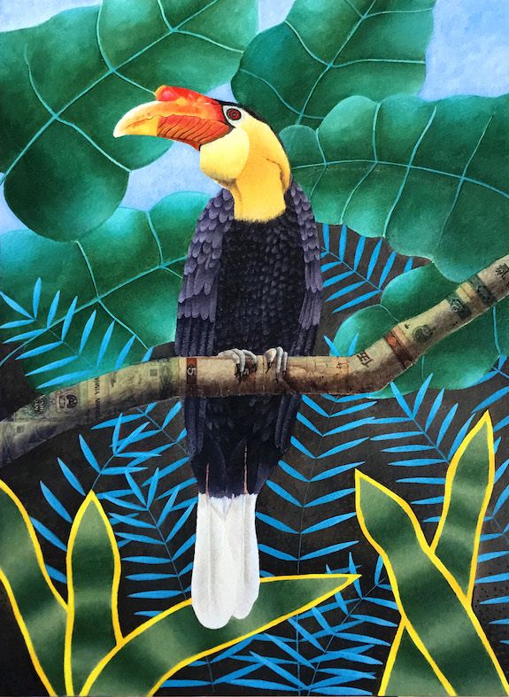 Hornbill Bird